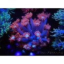 WYSIWYG Goniopora Bubblebath 19J6
