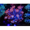 WYSIWYG Goniopora Bubblebath 19J6