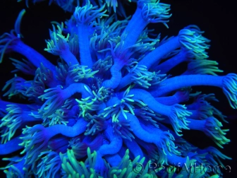 WYSIWYG Goniopora Yellow Tentacles 19K2