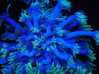 WYSIWYG Goniopora Yellow Tentacles 19K2