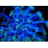 WYSIWYG Goniopora Yellow Tentacles 19K2