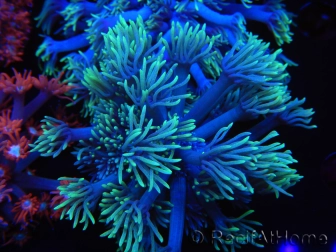 WYSIWYG Goniopora Yellow Tentacles 19K3