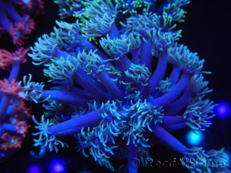 WYSIWYG Goniopora Yellow Tentacles 19K4