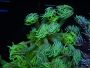 WYSIWYG Goniopora Yellow Spotted 19A1