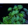 WYSIWYG Goniopora Yellow Spotted 19A1