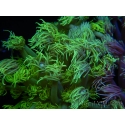 WYSIWYG Goniopora Yellow Spotted 19A2