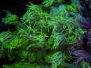 WYSIWYG Goniopora Yellow Spotted 19A2