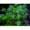 WYSIWYG Goniopora Yellow Spotted 19A2