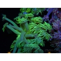 WYSIWYG Goniopora Yellow Spotted 19A3