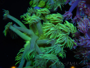 WYSIWYG Goniopora Yellow Spotted 19A3