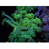 WYSIWYG Goniopora Yellow Spotted 19A3