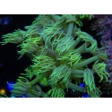 WYSIWYG Goniopora Yellow Spotted 19A4
