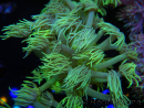 WYSIWYG Goniopora Yellow Spotted 19A4