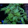 WYSIWYG Goniopora Yellow Spotted 19A4