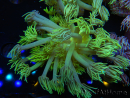 WYSIWYG Goniopora Yellow Spotted 19A5