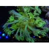 WYSIWYG Goniopora Yellow Spotted 19A5