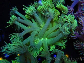 WYSIWYG Goniopora Yellow Spotted 19A6