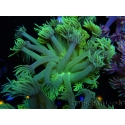 WYSIWYG Goniopora Yellow Spotted 19A6