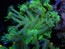 WYSIWYG Goniopora Yellow Spotted 19A6
