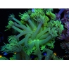 WYSIWYG Goniopora Yellow Spotted 19A6