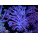 WYSIWYG Goniopora Purple 19C1