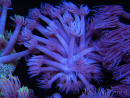 WYSIWYG Goniopora Purple 19C1