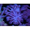 WYSIWYG Goniopora Purple 19C1