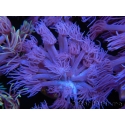 WYSIWYG Goniopora Purple 19C2