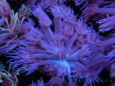 WYSIWYG Goniopora Purple 19C2