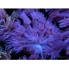 WYSIWYG Goniopora Purple 19C2