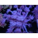 WYSIWYG Goniopora Purple 19C3