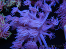 WYSIWYG Goniopora Purple 19C3
