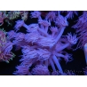WYSIWYG Goniopora Purple 19C3