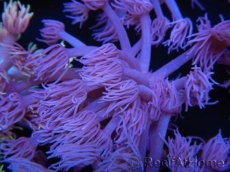 WYSIWYG Goniopora Purple 19C4