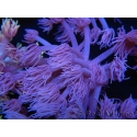 WYSIWYG Goniopora Purple 19C4