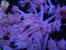 WYSIWYG Goniopora Purple 19C4