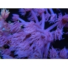 WYSIWYG Goniopora Purple 19C4