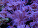 WYSIWYG Goniopora Purple 19C5