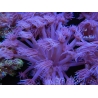 WYSIWYG Goniopora Purple 19C5