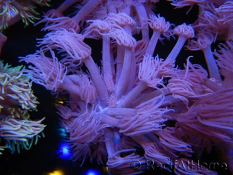 WYSIWYG Goniopora Purple 19C6