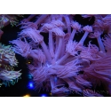 WYSIWYG Goniopora Purple 19C6
