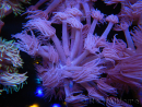WYSIWYG Goniopora Purple 19C6