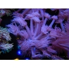 WYSIWYG Goniopora Purple 19C6