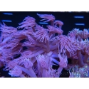 WYSIWYG Goniopora Unicorn's Main 19D1