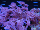 WYSIWYG Goniopora Unicorn's Main 19D1