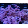 WYSIWYG Goniopora Unicorn's Main 19D1