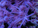 WYSIWYG Goniopora Unicorn's Main 19D2