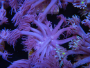 WYSIWYG Goniopora Unicorn's Main 19D3