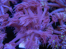 WYSIWYG Goniopora Unicorn's Main 19D4