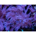 WYSIWYG Goniopora Unicorn's Main 19D5